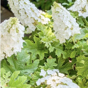May include: Close-up of white oakleaf hydrangea flowers with large, cone-shaped blooms. The flowers are surrounded by vibrant green, lobed leaves. The background is blurred, suggesting a garden setting.