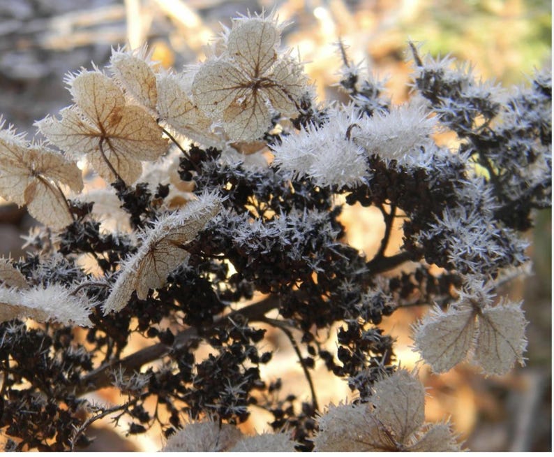 RorysGarden1 Oakleaf Hydrangea - Thumbnail 2