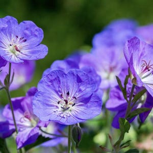 Geranium &#39;Rozanne&#39; (2 Plants)