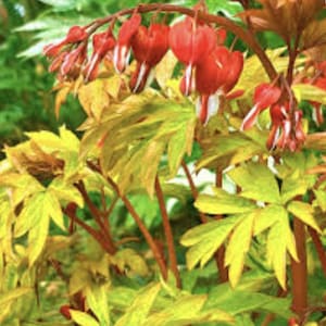 May include: A close-up of a bleeding heart plant, showcasing its distinctive red, heart-shaped flowers with white tips. The plant has yellow-green leaves and reddish-brown stems. The background is a soft green, highlighting the plant's delicate structure.