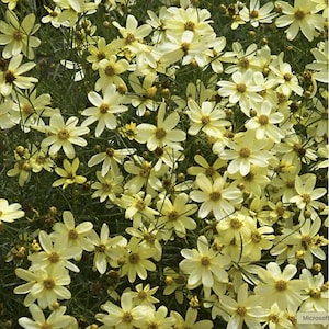 COREOPSIS &#39;Moonbeam&#39; or Red Satin (3 Plants)