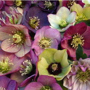 Helleborus  Brandywine’ Lenten Rose (2 plants)