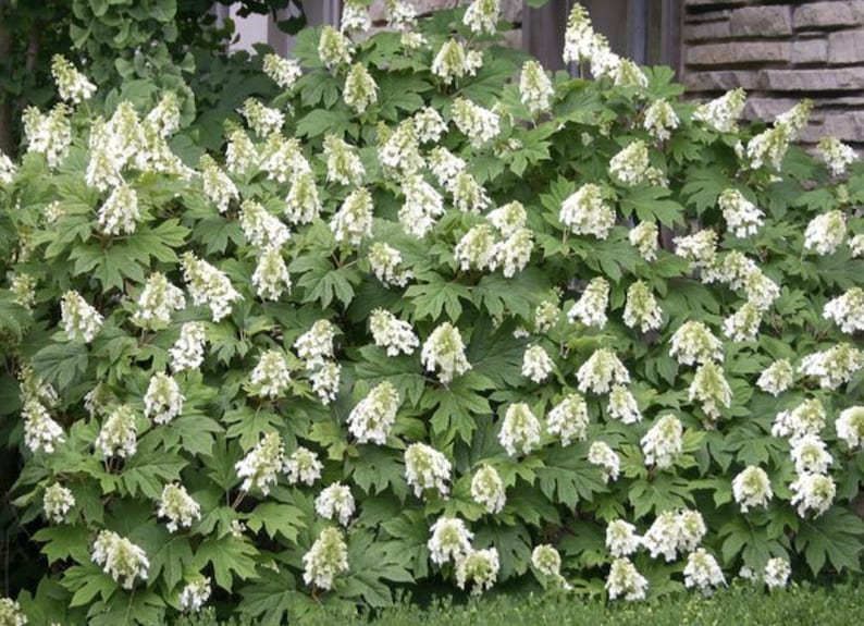RorysGarden1 Oakleaf Hydrangea - Thumbnail 3