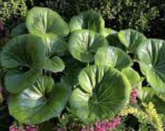 Farfugium japonicum giganteum leopard plant (3 plants)