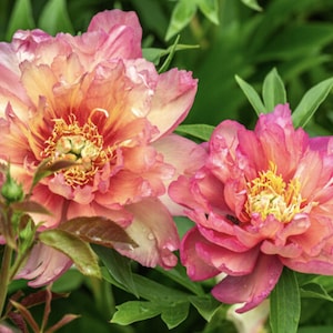 May include: Two large, blooming peony flowers with ruffled petals in shades of coral, pink, and cream. The centers feature bright yellow stamens. The flowers are surrounded by green foliage, with a small, unopened bud visible on the left side.