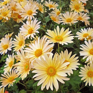 Hardy Chrysanthemum- Campfire Glow (2 plants)