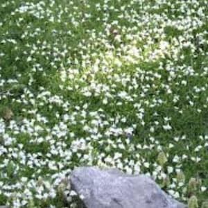 MAZUS reptans 'Alba'' (4 Plants)