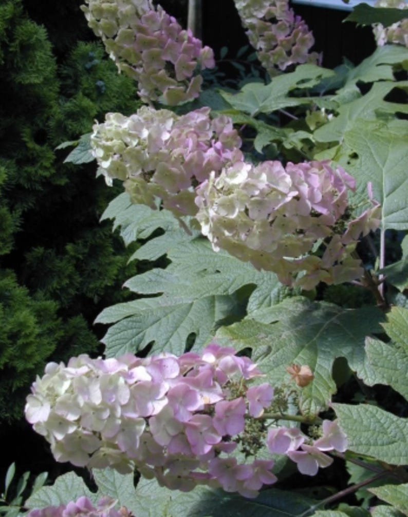 RorysGarden1 Oakleaf Hydrangea - Thumbnail 5