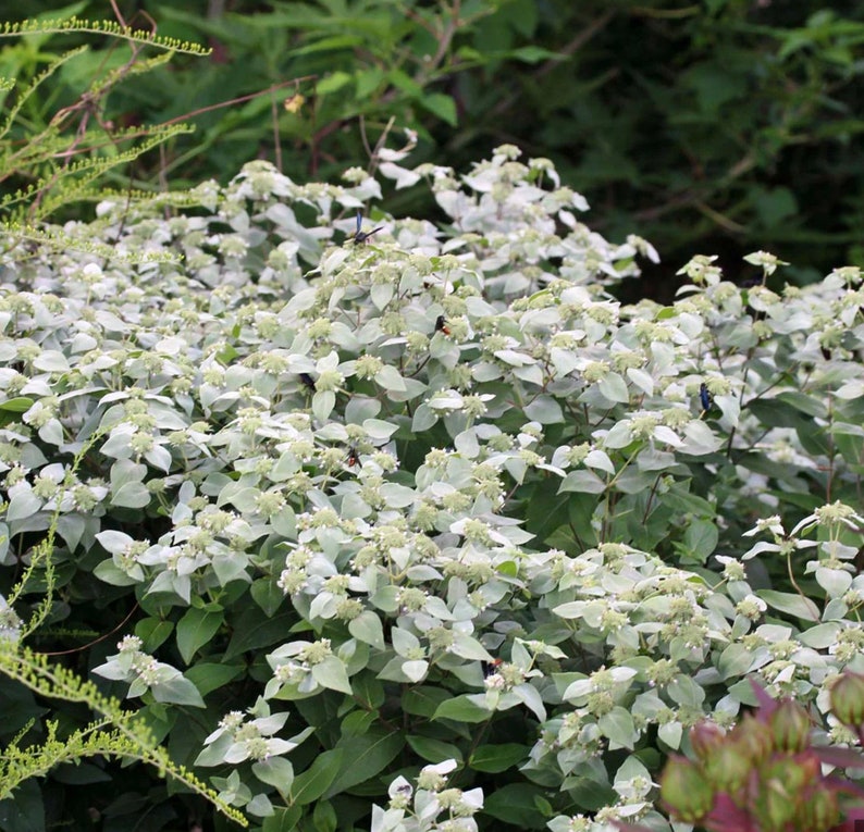 Native Pycnanthemum Muticum - Mountain Mint(3 Plants) - Etsy