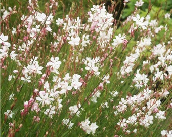 Gaura "Whirling Butterflies" or 'Rosey jane"'- native perennial (3 plants)