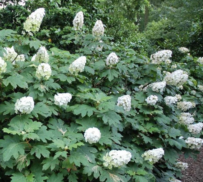 RorysGarden1 Oakleaf Hydrangea - Thumbnail 4