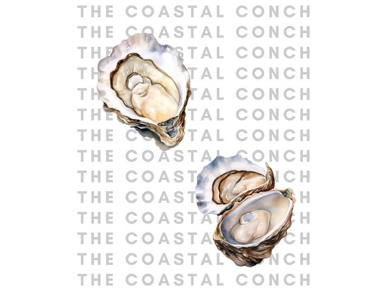 Coastal Watercolor Oyster Clipart- 10 Transparent Background PNG ...