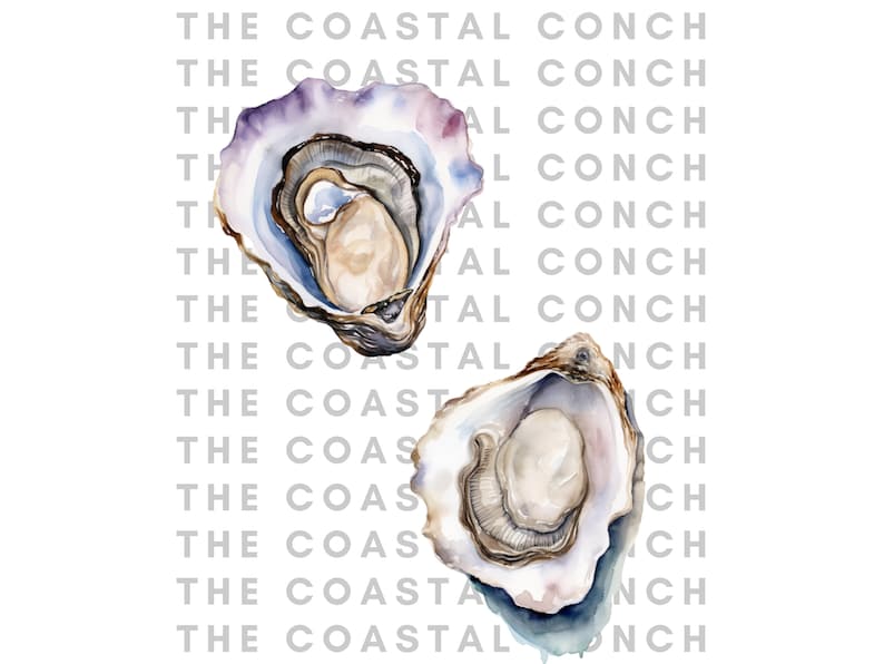 Coastal Watercolor Oyster Clipart- 10 Transparent Background PNG ...