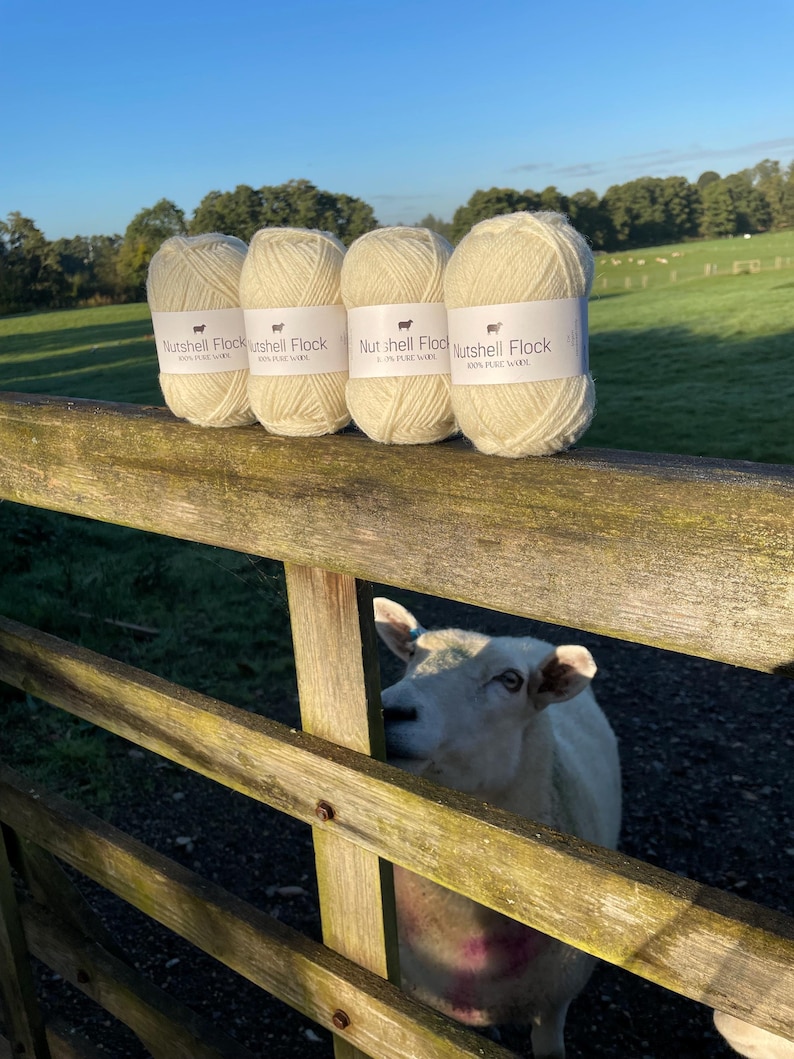 Puede incluir: Cuatro ovillos de lana de color crema etiquetados "Nutshell Flock 100% Lana Pura" en una valla de madera con una oveja blanca asom&aacute;ndose por la valla.