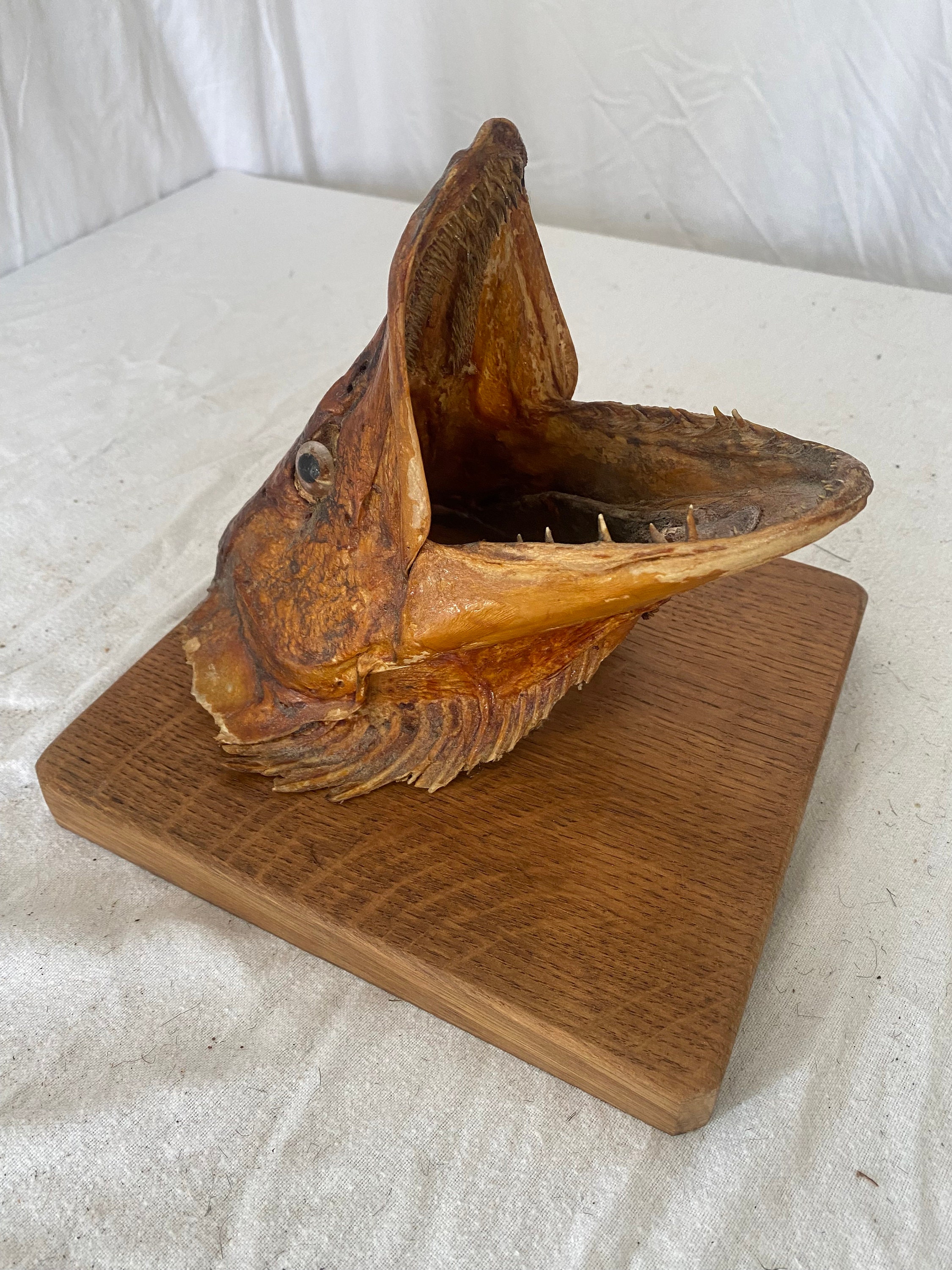 剥製パイク魚の頭の壁掛けマウント - Etsy 日本