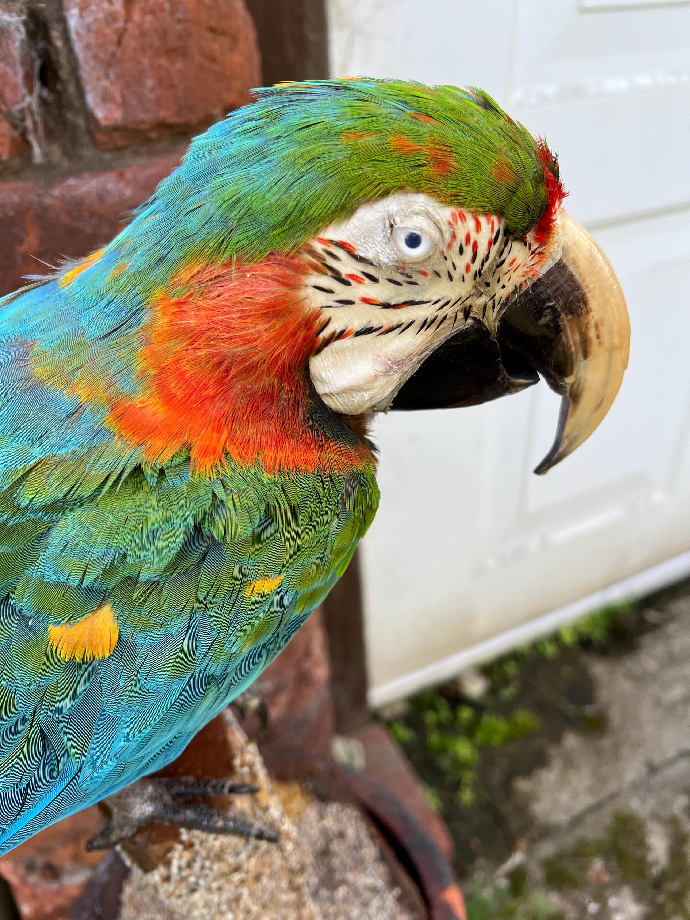 Exotic Talking Birds For Sale Cockatiels For Sale Cockatiel Birds