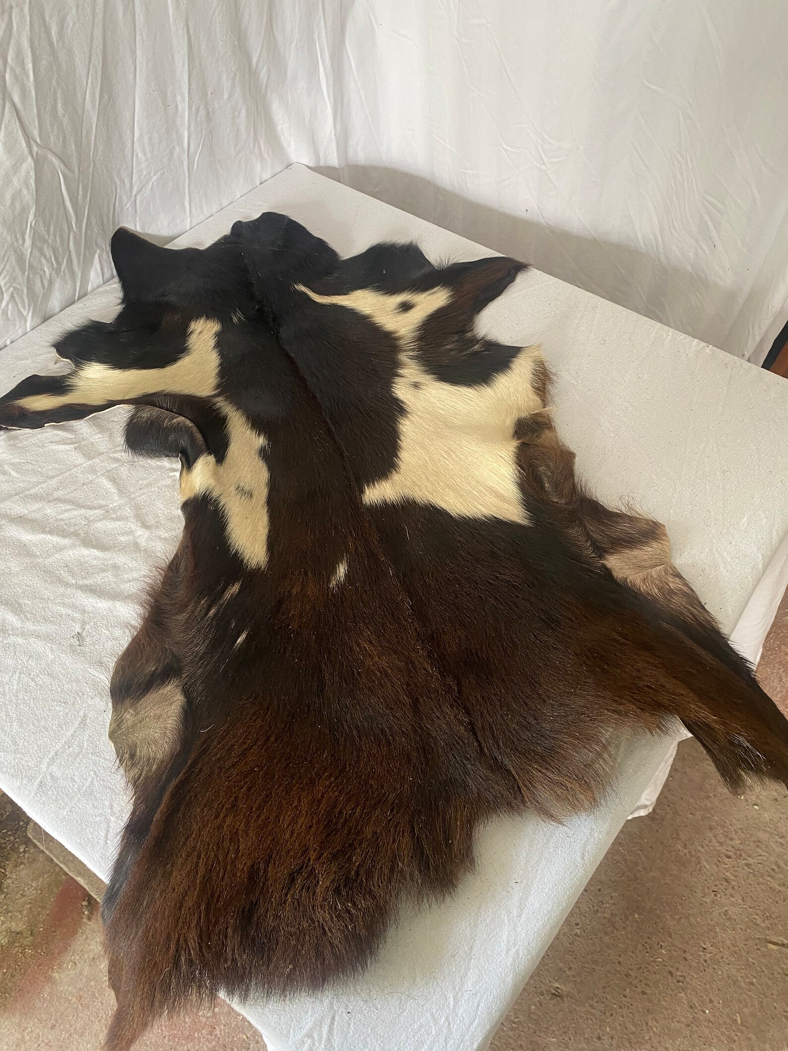 Taxidermy Goat Skin Pelt Rug - Etsy