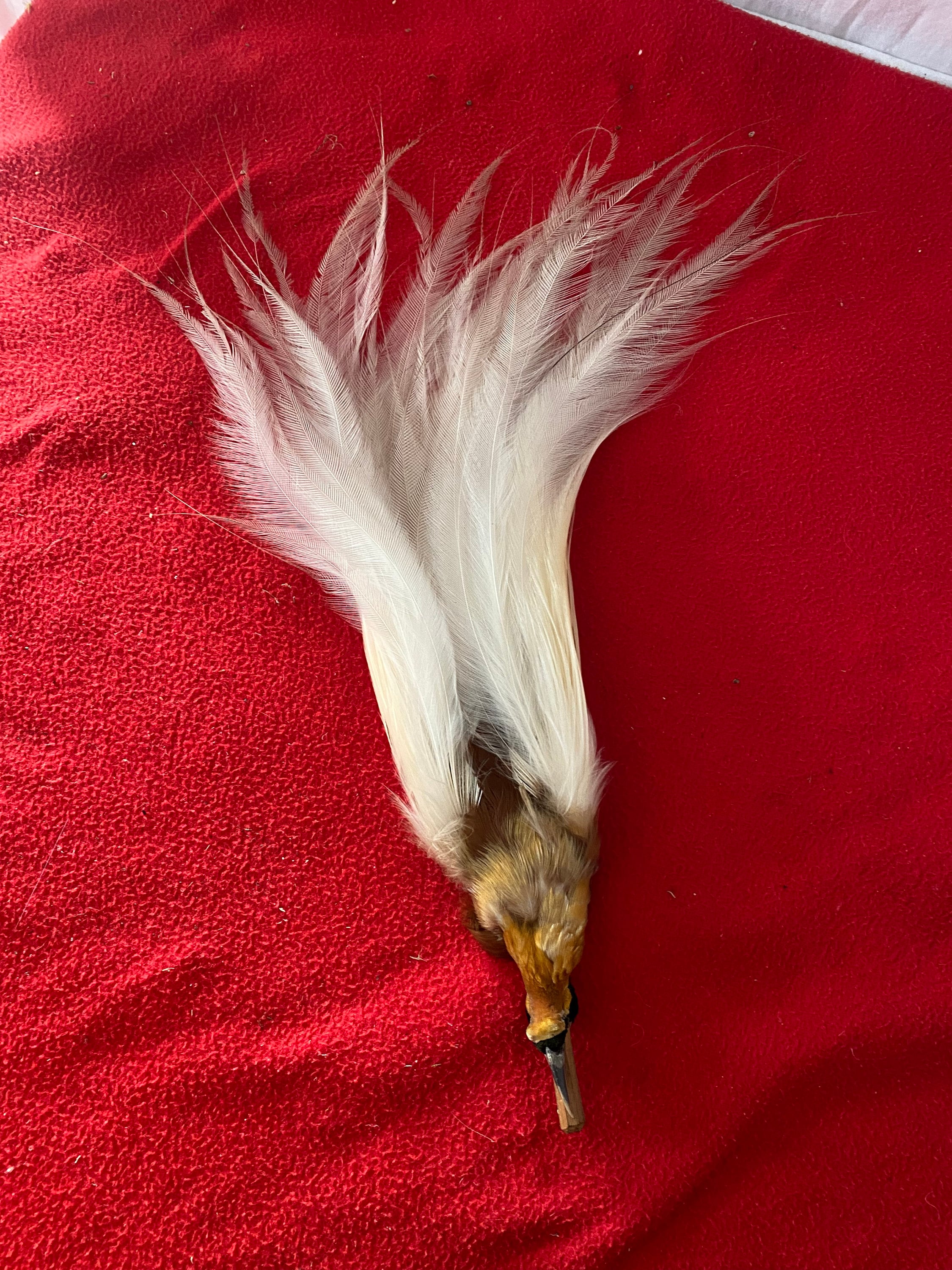 Pre 1947 Antique Taxidermy Lesser Bird of Paradise Preserved Skin