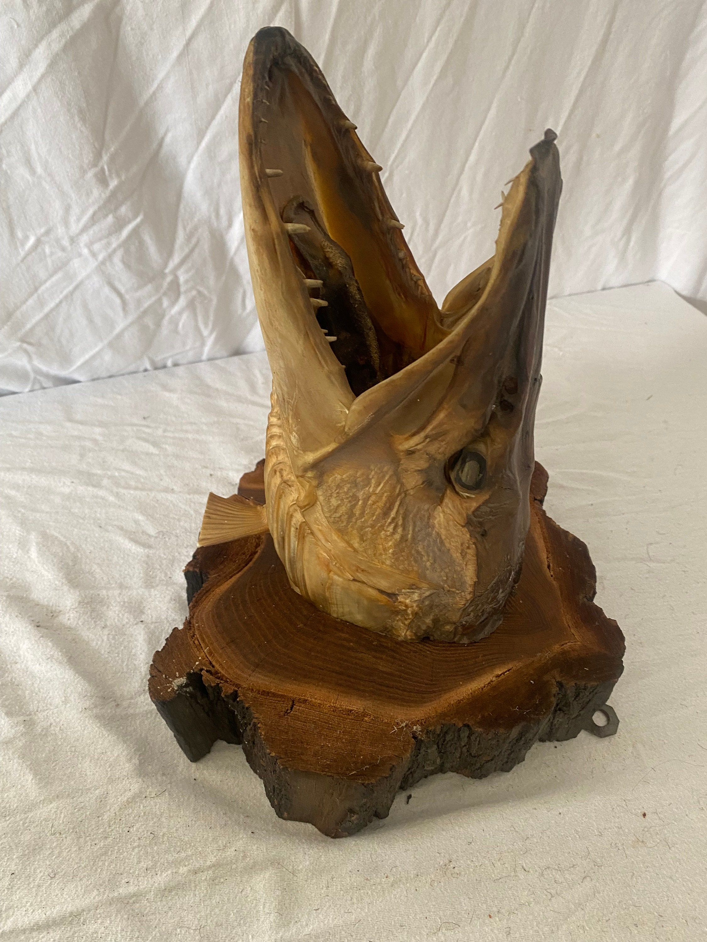 Taxidermy Fish Mounted Pike Head Wall Hanging - Etsy