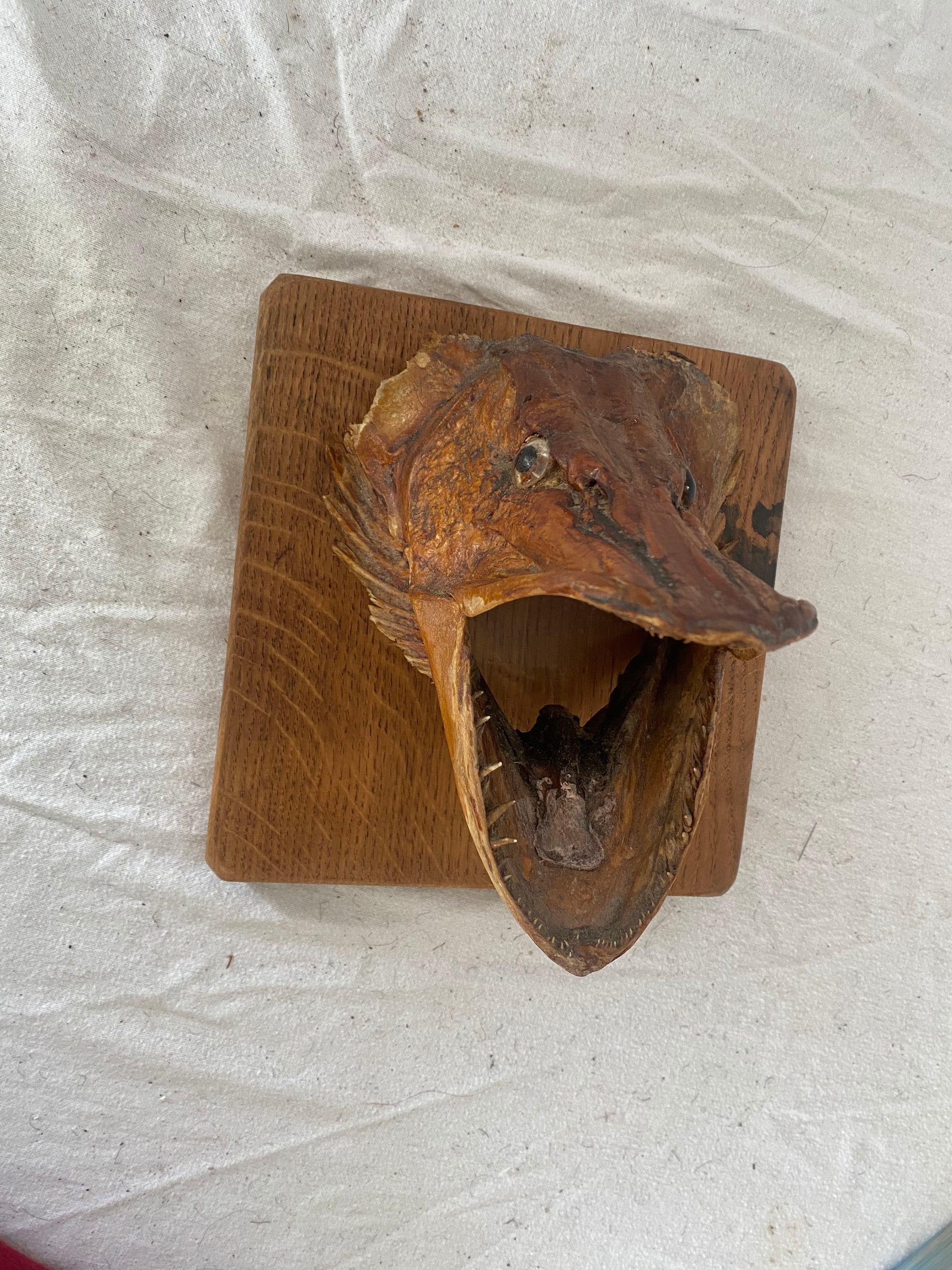 魚　剥製壁掛け 剥製パイク魚の頭の壁掛けマウント - Etsy 日本