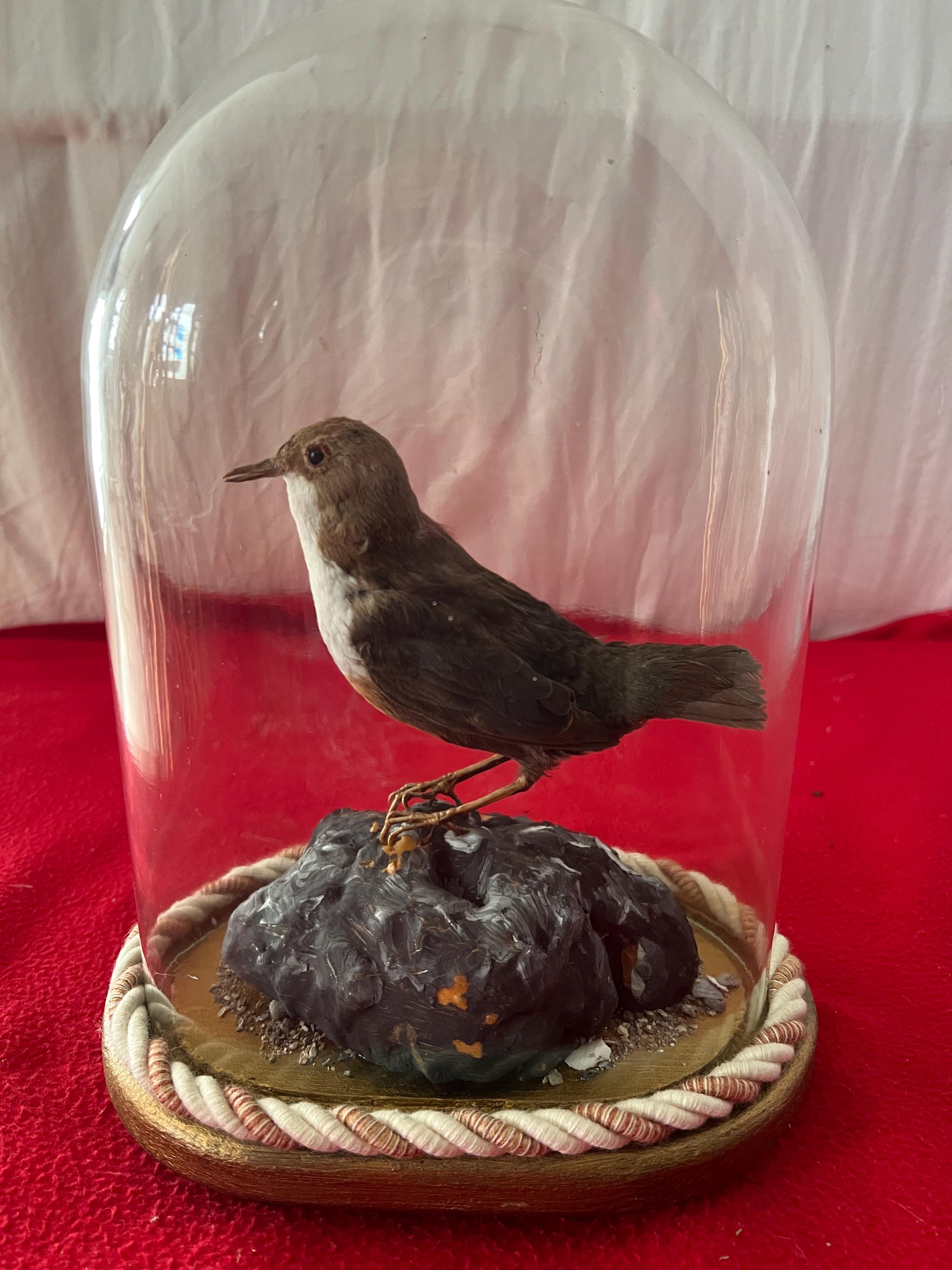 Taxidermy hummingbirds - Etsy 日本