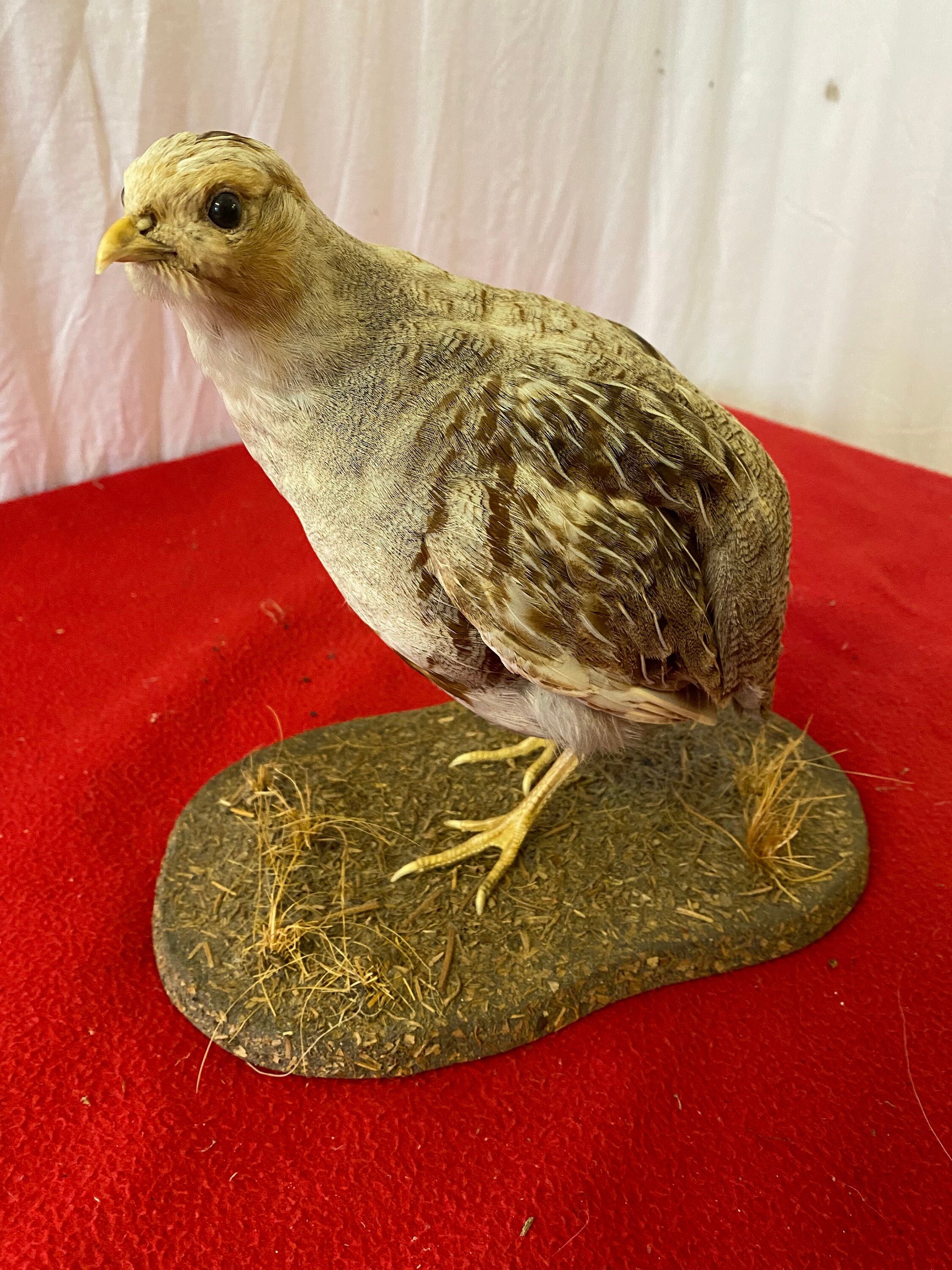 Perdrix grise - Faits, Alimentation, Habitat & Photos sur
