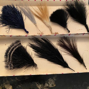 オグロインコの剥製 鳥類 | 三井剥製