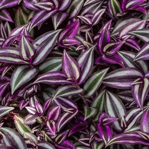 May include: A dense cluster of Tradescantia zebrina leaves featuring a vibrant pattern of deep purple and silvery-green longitudinal stripes. The pointed, lance-shaped foliage overlaps in a tight arrangement, showcasing rich color saturation throughout.