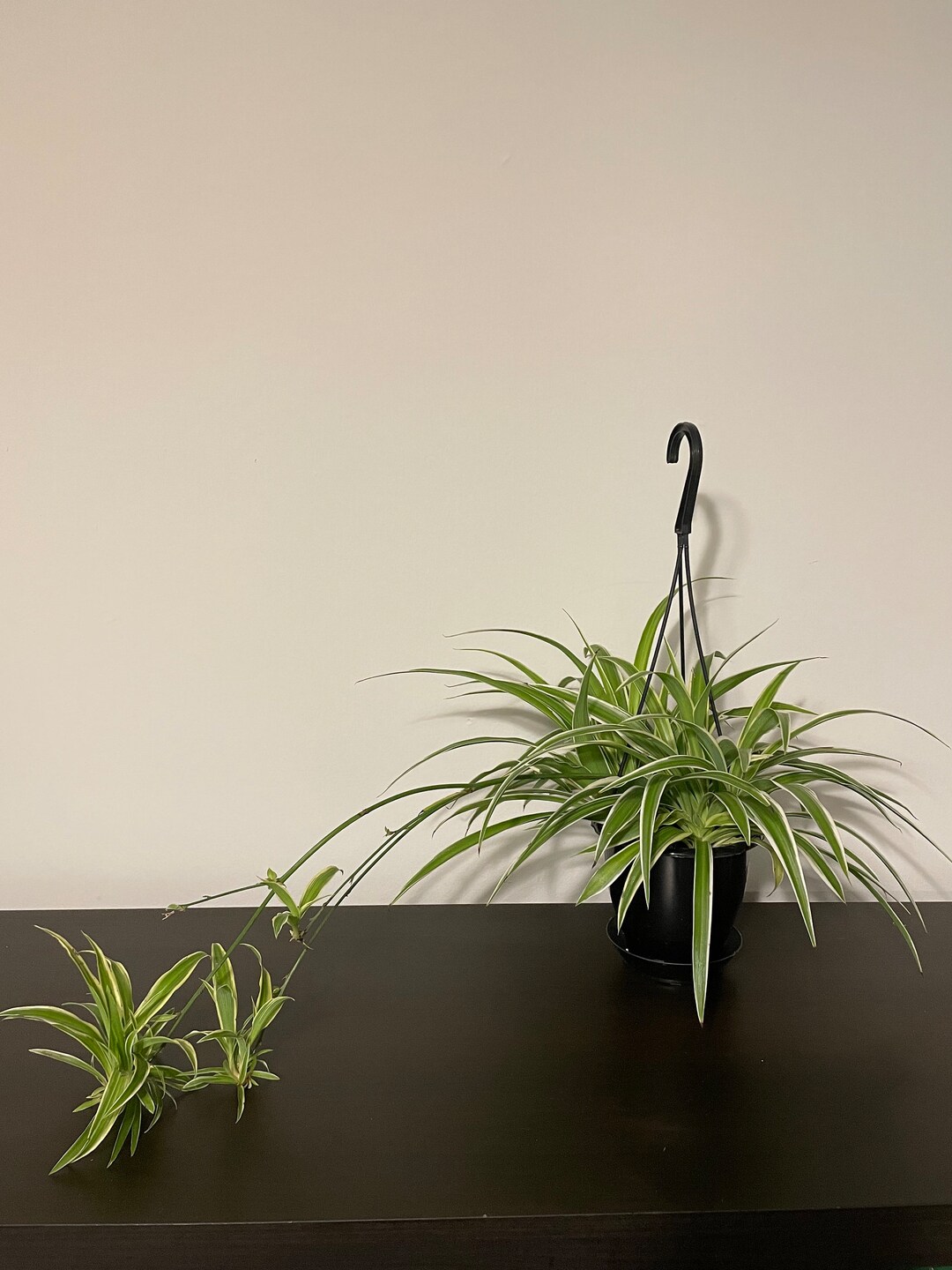 Spider Plant Cutting for Propagation Etsy