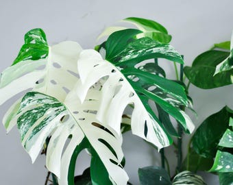 Rare Monstera Deliciosa Albo Variegata Cutting