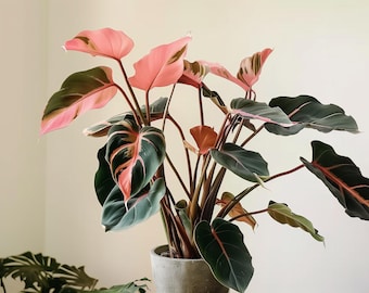 May include: A Philodendron Pink Princess plant in a gray pot, featuring large, heart-shaped leaves with a mix of deep dark green and vibrant pink variegation. The plant has multiple stems extending upward, displaying a distinct contrast between the dark foliage and the bright pink patches on several leaves.