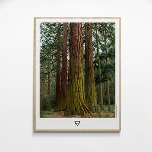 Majestic Sequoias : Tree Photo Print