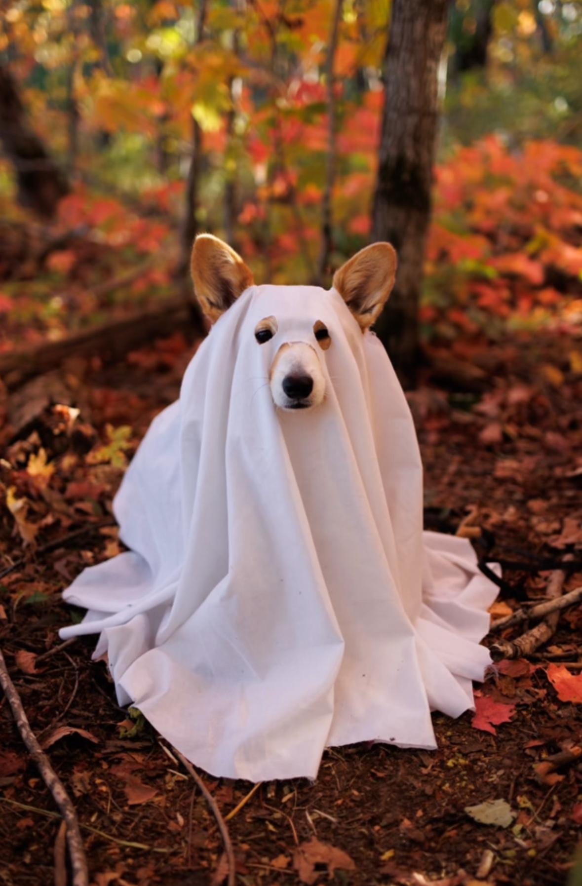 Zero Dog Costume Australia