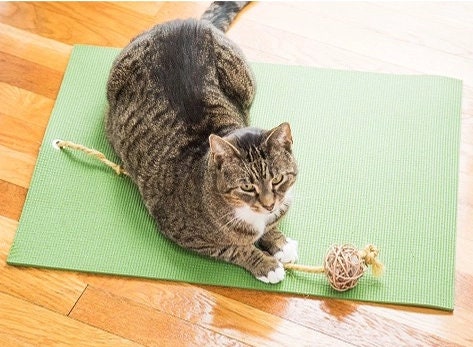 I Found The Best Cat-proof Yoga/Exercise Mat (With Updates