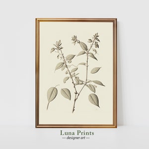 PRINTABLE Botanical Stems | Vintage Botanical Art