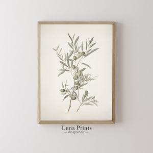 Olive Branch Botanical Print | PRINTABLE ART | Vintage Nature Illustration
