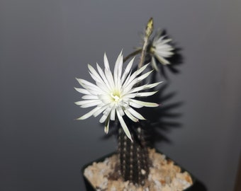 Setiechinopsis Mirabilis seeds (10 seeds per order)