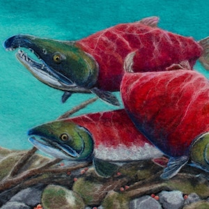 Spawning Grounds, Alaskan pacific sockeye red salmon art, for fishing & nature lovers, outdoors subsistence living river life. 8x12 print