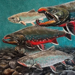 La stampa su carta d'archivio di Dolly Varden presenta cinque bellissimi pesci che nuotano in un fiume artico ghiacciato. 12x12 pollici