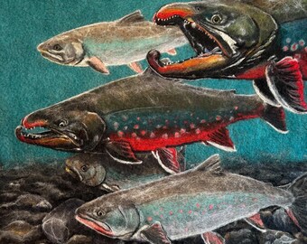 Dolly Varden archival paper print features five beautiful fish swimming in an icy Arctic river. 12x12 inches