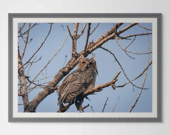 Horned Owl Giclée Print, Fine Art Photography