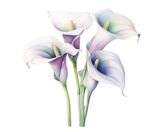 Pacchetto di clipart PNG di Calla Lily con sfondo trasparente, download digitale di 12 disegni