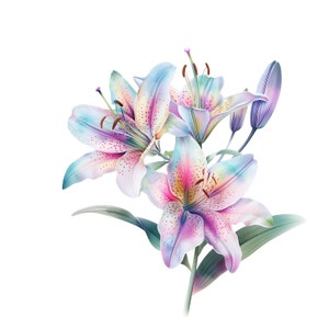 Fundo transparente abstrato Stargazer Lily PNG Clipart pacote download digital 10 designs