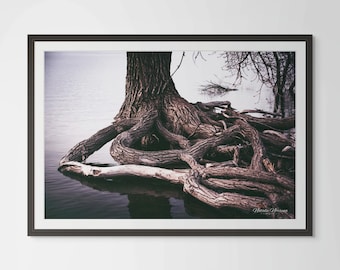 Rustic Art Colorado Lake Shoreline, Hand Signed Contemporary Art, Rooted in Strength Gift