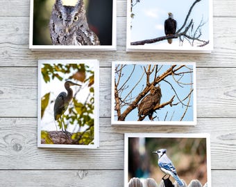 Five Fine Art Bird Note Cards – Blue Jay, Heron, Eagle, Owl Photography (A6 Sized)