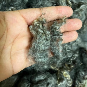 May include: Close-up of gray wool fibers with a curly texture. The fibers are held in a hand, showcasing their natural color variations. The wool appears soft and fluffy, suitable for various crafting projects.