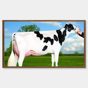 May include: A framed print featuring a Holstein cow with a black and white pattern. The cow stands in a green field under a blue sky with clouds. A person's hand gently touches the cow's face. The print is in a brown wooden frame.