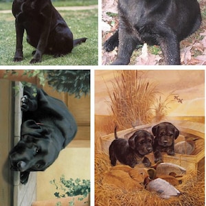May include: Four images of black Labrador Retriever dogs. The first image shows a black Labrador Retriever sitting on green grass. The second image shows a black Labrador Retriever sitting on a bed of brown leaves. The third image shows a black Labrador Retriever peeking out from behind a wooden door. The fourth image shows two black Labrador Retriever puppies sitting in a boat with a duck.