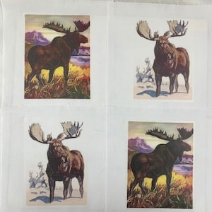 May include: Four vintage illustrations of a brown moose with large antlers standing in a field. The moose are depicted in a realistic style with detailed features and a natural background.