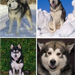 May include: Four images of Alaskan Malamute dogs. The first image shows a black and white Alaskan Malamute standing in the snow. The second image shows a black and white Alaskan Malamute sitting in the snow. The third image shows a black and white Alaskan Malamute sitting in the grass. The fourth image shows a close-up of a black and white Alaskan Malamute's face.
